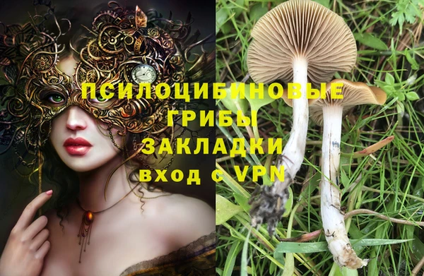 прущие грибы Новосибирск