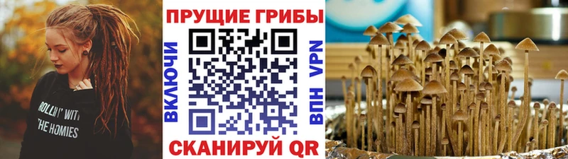 Купить закладки  Болотное  Галлюциногенные грибы Magic Shrooms 